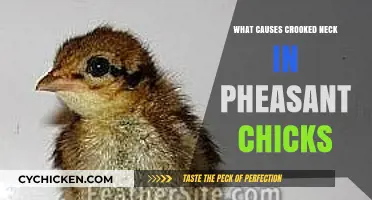 Understanding Crooked Neck Syndrome in Pheasant Chicks: Causes and Prevention