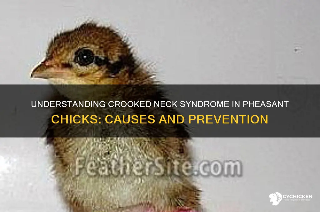 what causes crooked neck in pheasant chicks