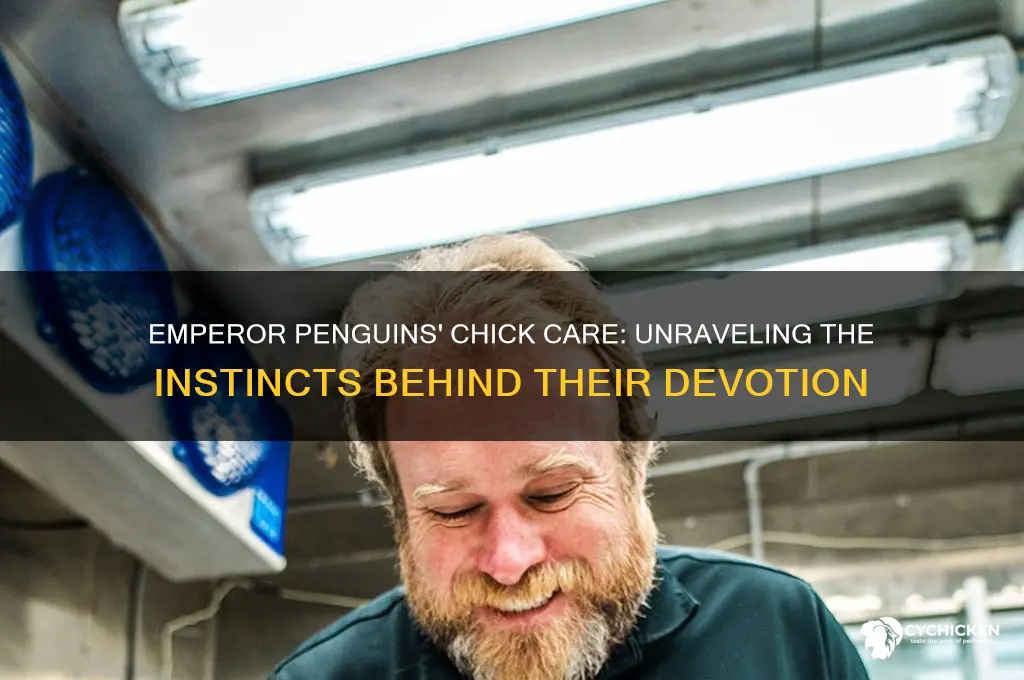 what causes emperor penguins to care for chicks