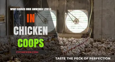 Understanding High Ammonia Levels in Chicken Coops: Causes and Solutions