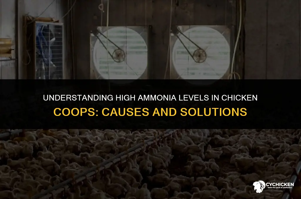 what causes high ammonia levels in chicken coops