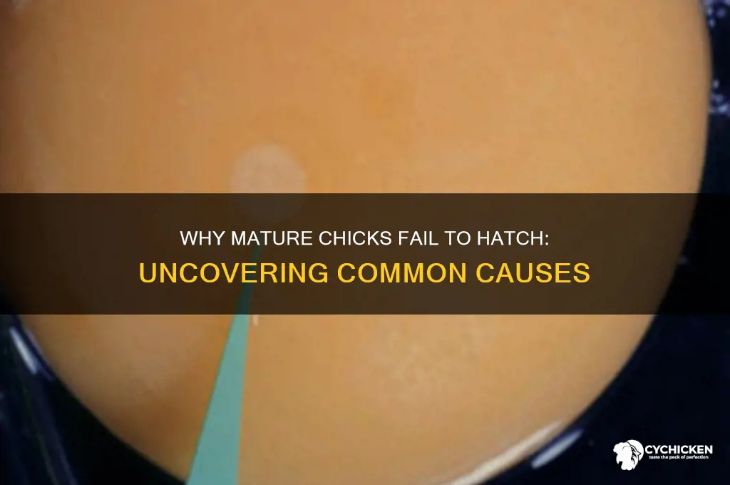 what causes mature chicks not to hatch
