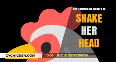 Why Does My Chicken Shake Her Head? Common Causes Explained