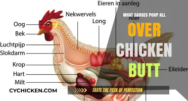 Why Do Chickens Have Poop on Their Butts? Explained