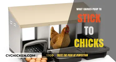 Why Does Poop Stick to Chicks? Uncovering the Sticky Situation