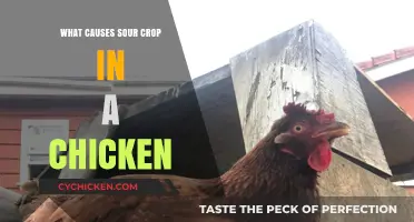 Understanding Sour Crop in Chickens: Causes and Prevention Tips