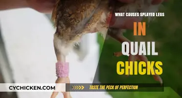 Understanding Splayed Legs in Quail Chicks: Causes and Prevention Tips
