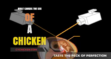 Understanding the Factors That Determine a Chicken's Gender