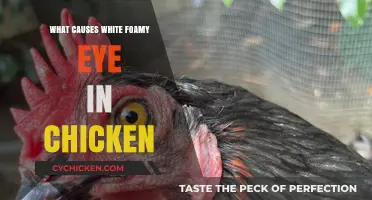 Understanding White Foamy Eye in Chickens: Causes and Solutions