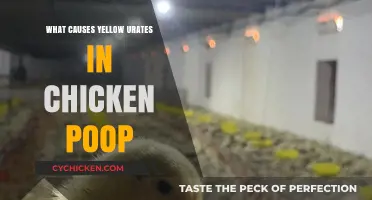 Understanding Yellow Urates in Chicken Poop: Causes and Concerns