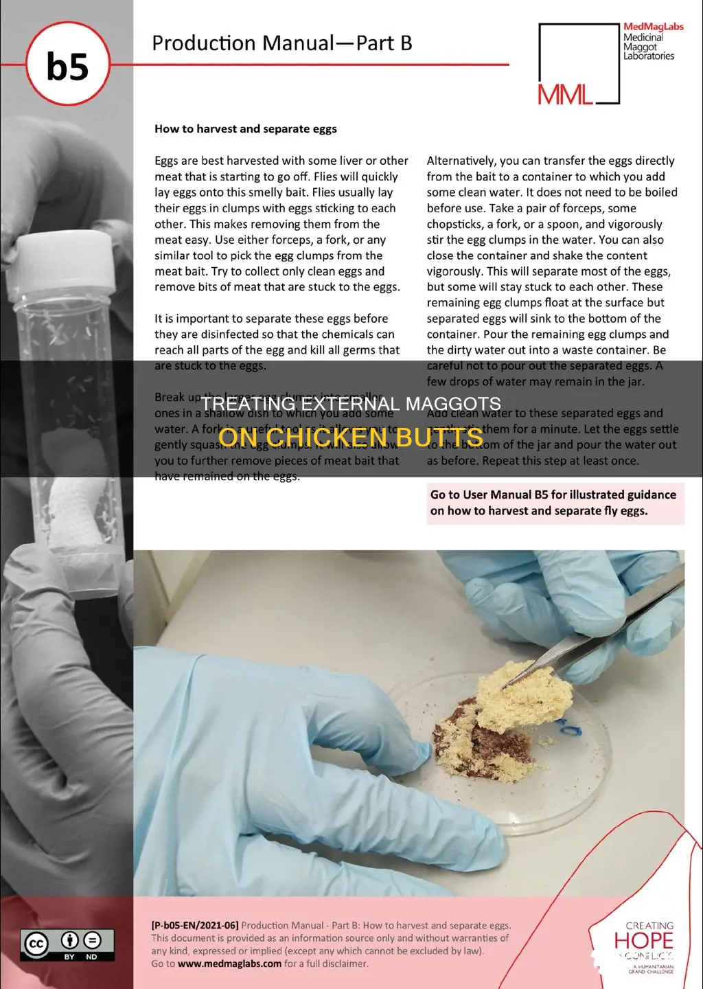 what cen be done for external maggot on chicken butt