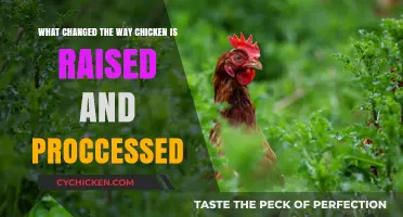 How Chicken Farming and Processing Evolved