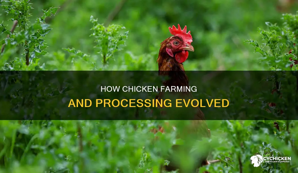 what changed the way chicken is raised and proccessed
