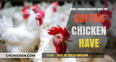 Discovering the Unique Traits of the Sufan Chicken Breed