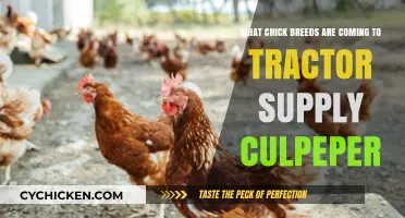 Chick Breeds Arriving at Tractor Supply Culpeper: What to Expect