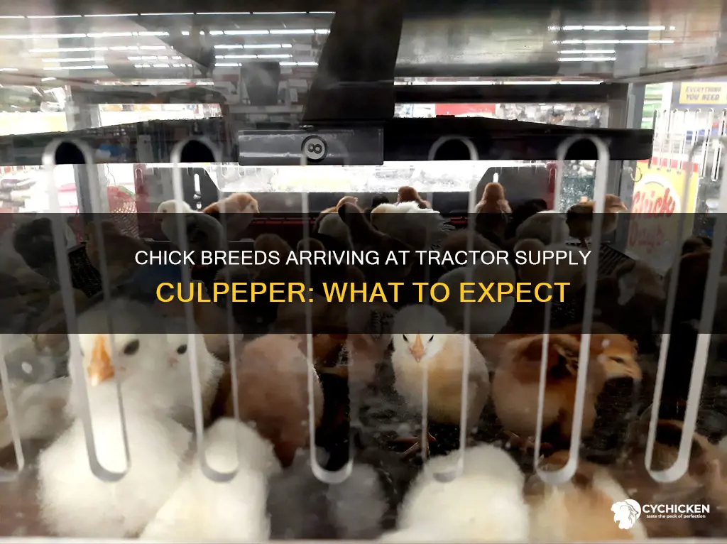 what chick breeds are coming to tractor supply culpeper