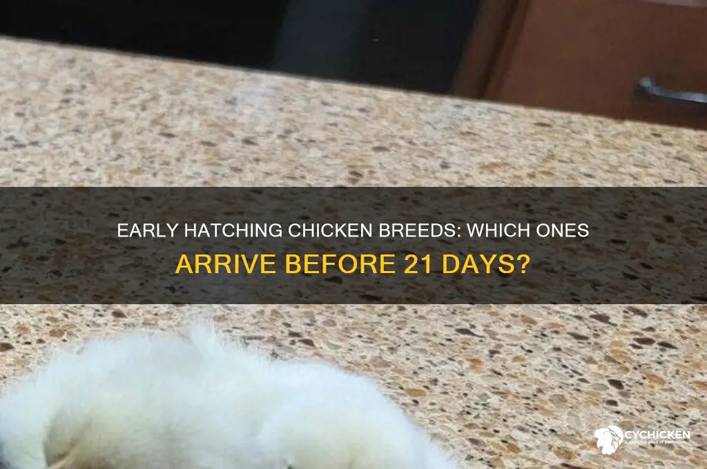 what chicken breds hatch bfore 21 days