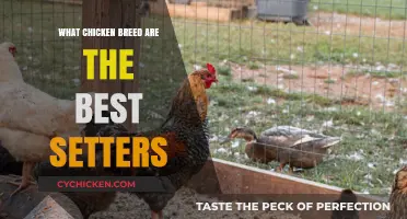 Top Chicken Breeds Known for Exceptional Brooding and Setting Skills