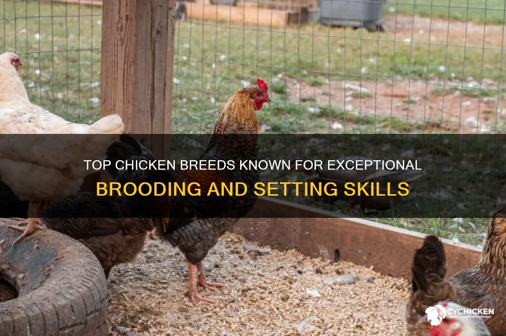 what chicken breed are the best setters