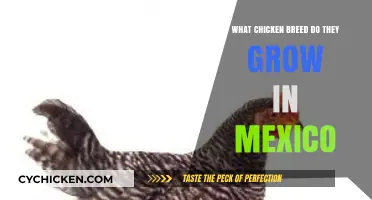 Exploring Mexico's Favorite Chicken Breeds: A Guide to Local Varieties