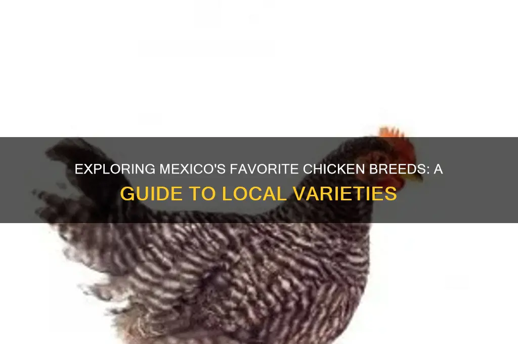 what chicken breed do they grow in mexico