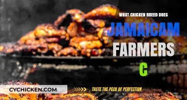 Jamaican Farmers' Top Chicken Breeds for Sustainable Farming Success