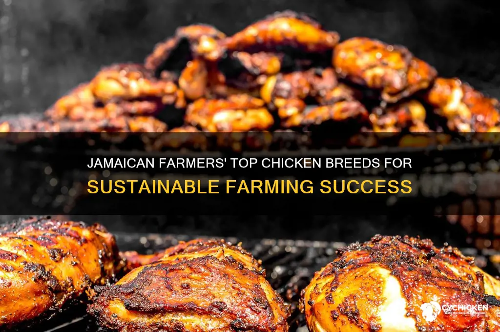 what chicken breed does jamaicam farmers c