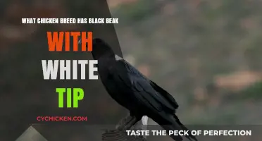 Black Beak, White Tip: Which Chicken Breed Is This?