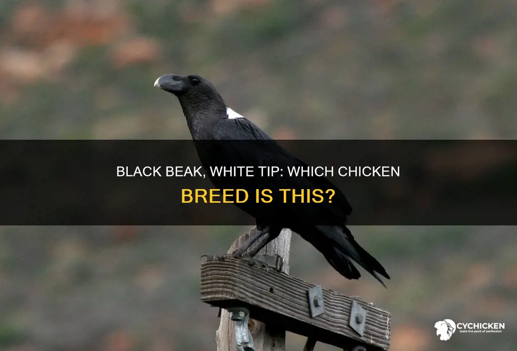 what chicken breed has black beak with white tip