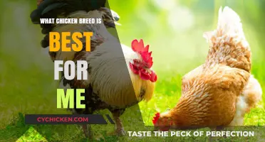 Choosing the Perfect Chicken Breed: A Guide to Your Ideal Flock