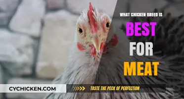 Top Meat Chicken Breeds: Choosing the Best for Flavor and Yield