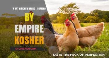 Empire Kosher's Preferred Chicken Breed: A Comprehensive Guide