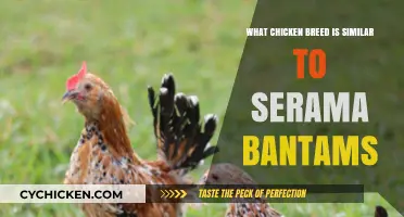 Discovering Serama-Like Chicken Breeds: Compact, Charming, and Perfect for Small Spaces
