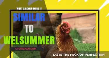 Discover Chicken Breeds Similar to Welsummer: Top Picks and Traits