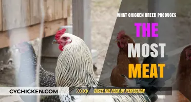 Top Meat-Producing Chicken Breeds for Maximum Yield and Growth