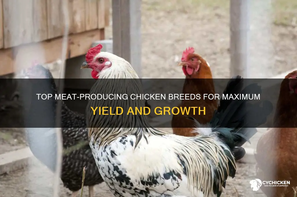 what chicken breed produces the most meat