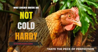 Chicken Breeds That Struggle in Cold Climates: A Comprehensive Guide