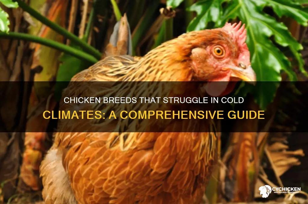 what chicken breeds are not cold hardy