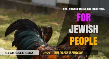 Traditional Jewish Chicken Breeds: A Guide to Cultural Poultry Varieties
