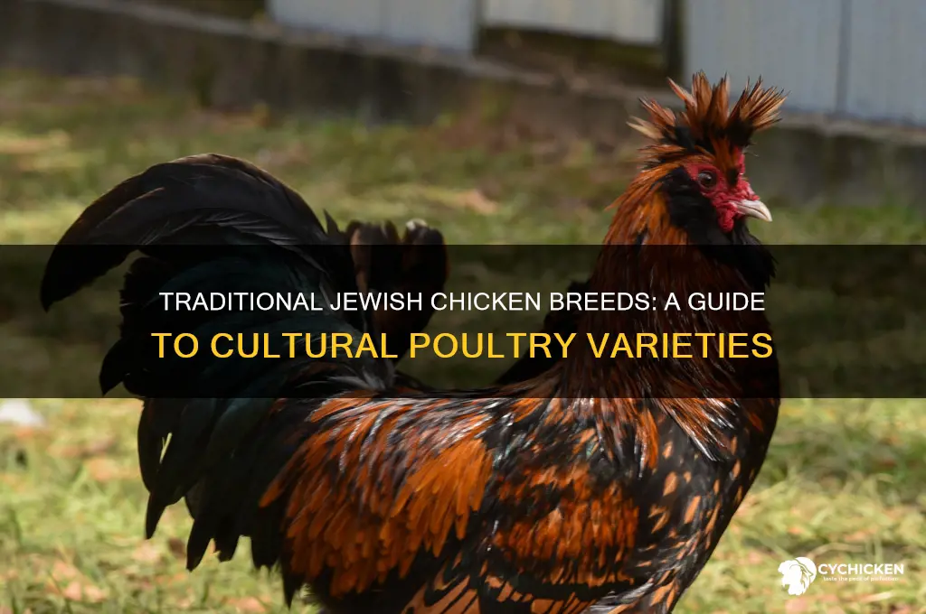 what chicken breeds are traditional for jewish people