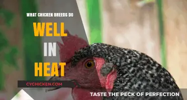 Best Heat-Tolerant Chicken Breeds for Hot Climates and Summers