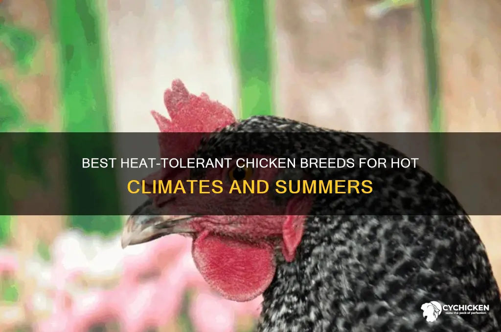what chicken breeds do well in heat
