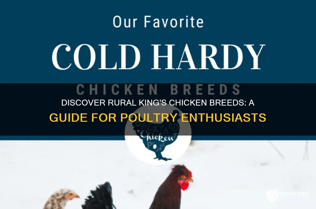 what chicken breeds does rural king sell