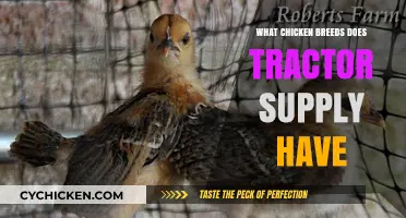 Discover Tractor Supply's Top Chicken Breeds for Your Flock
