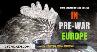 Exploring Pre-War Europe's Diverse Chicken Breeds and Their Legacy