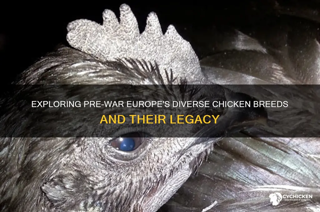 what chicken breeds existed in pre-war europe