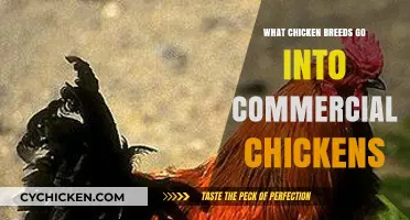 Unveiling the Hybrid Mix: Breeds Behind Commercial Chickens Explained