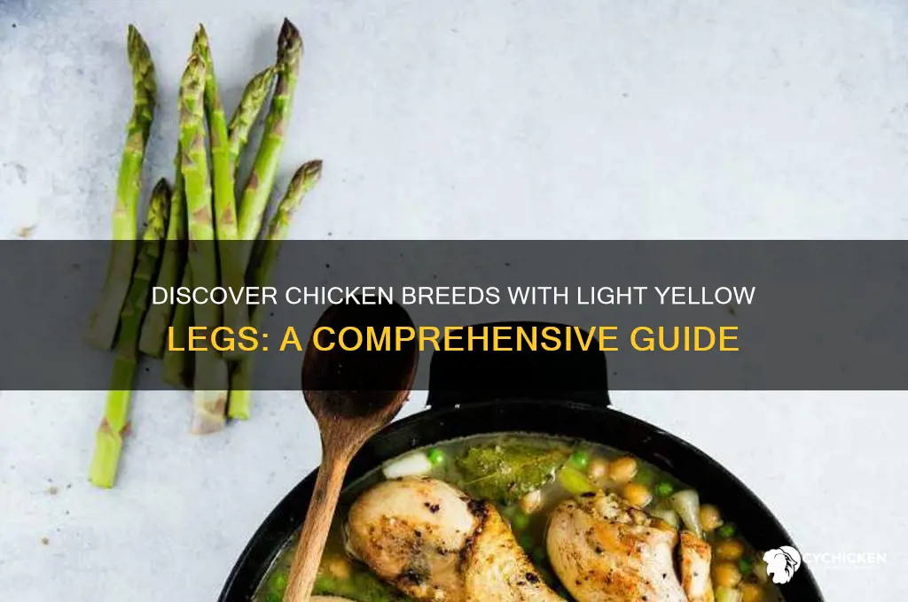 what chicken breeds have light yellow legs