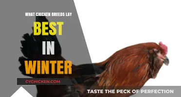 Top Cold-Hardy Chicken Breeds for Reliable Winter Egg Production