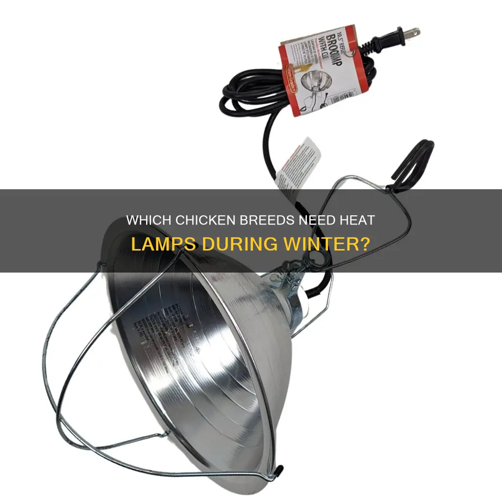 what chicken breeds need a heat lamp in the winter